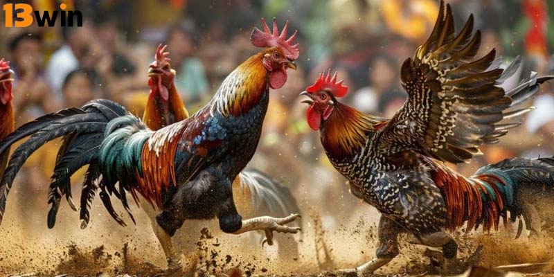Đá gà có sự kết hợp tinh tế giữa kỹ thuật, kinh nghiệm 