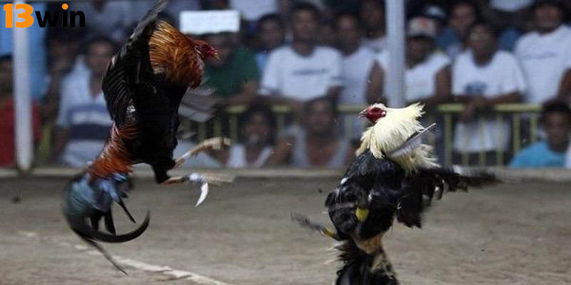 Đá gà đem đến cơ hội đổi đời cho nhiều hội viên